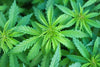 Sativa vs. Indica: Die Unterschiede leicht erklärt - HANS Brainfood