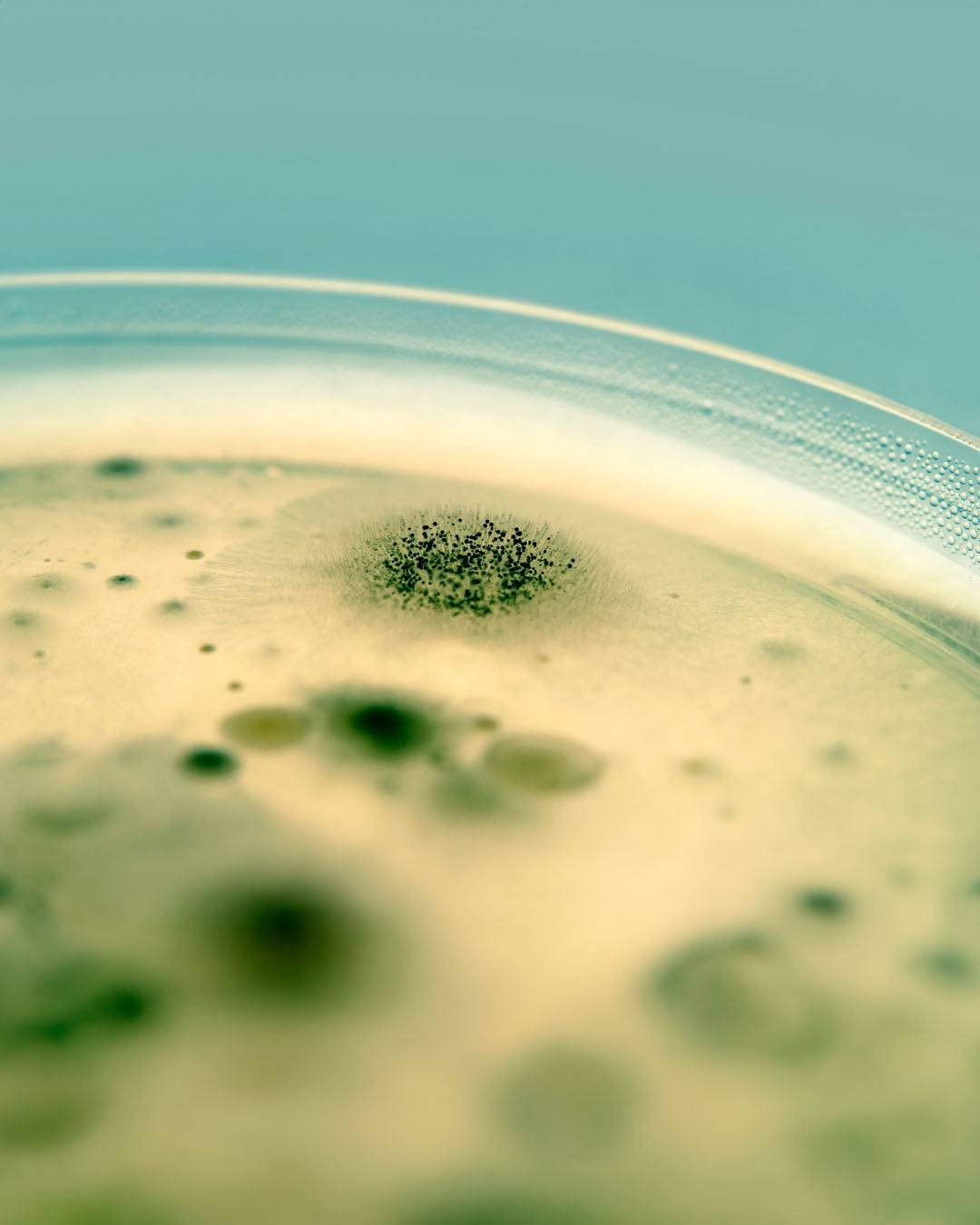 Schimmel, Cannabis, Hanf, Schimmelsporen