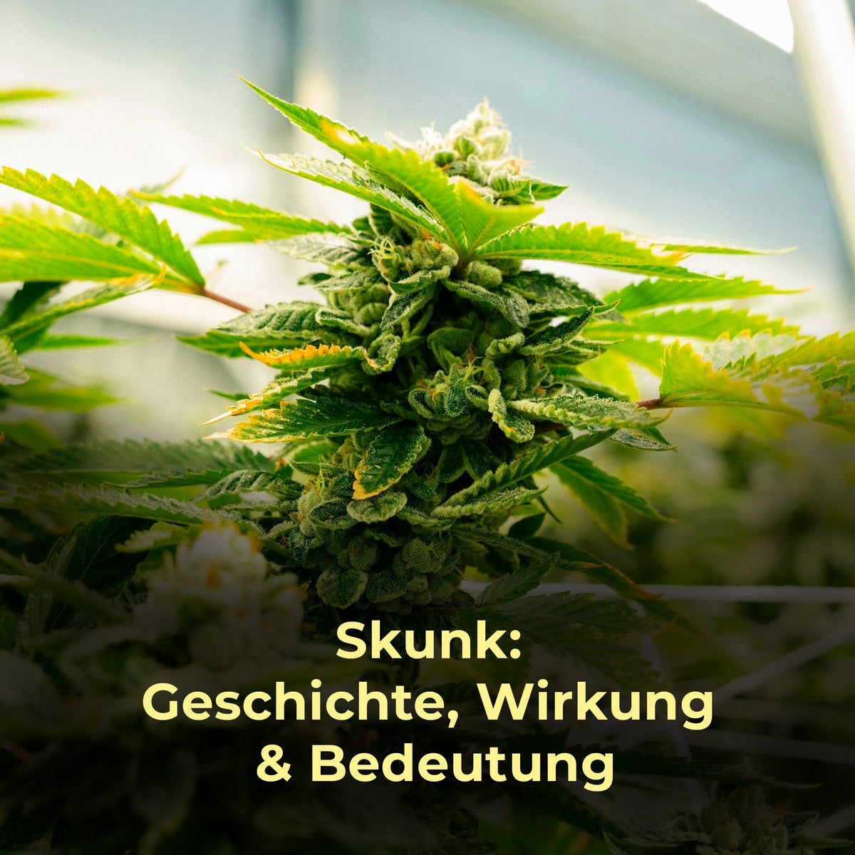 Skunk (Cannabis): Geschichte, Wirkung & moderne Bedeutung der legendären Cannabissorte - HANS Brainfood