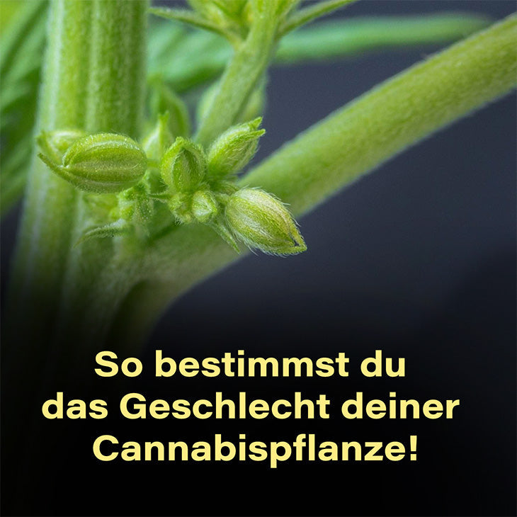 Geschlecht-bestimmen-Cannabis-männlich-weiblich-Hanf-Zwitter-Erkennen-Anzeichen