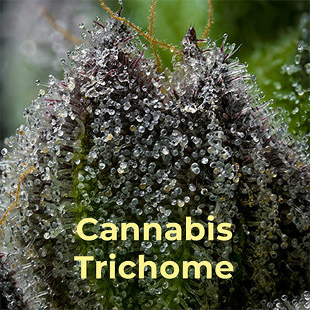 Trichome, Cannabis, Hanf, milchig, weiß