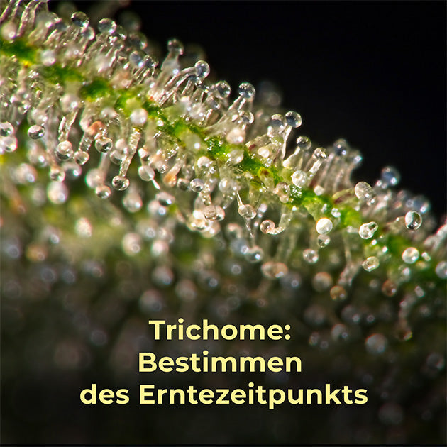 Trichome, Erntezeitpunkt, Ernte, Aroma, Cannabis, Hanf