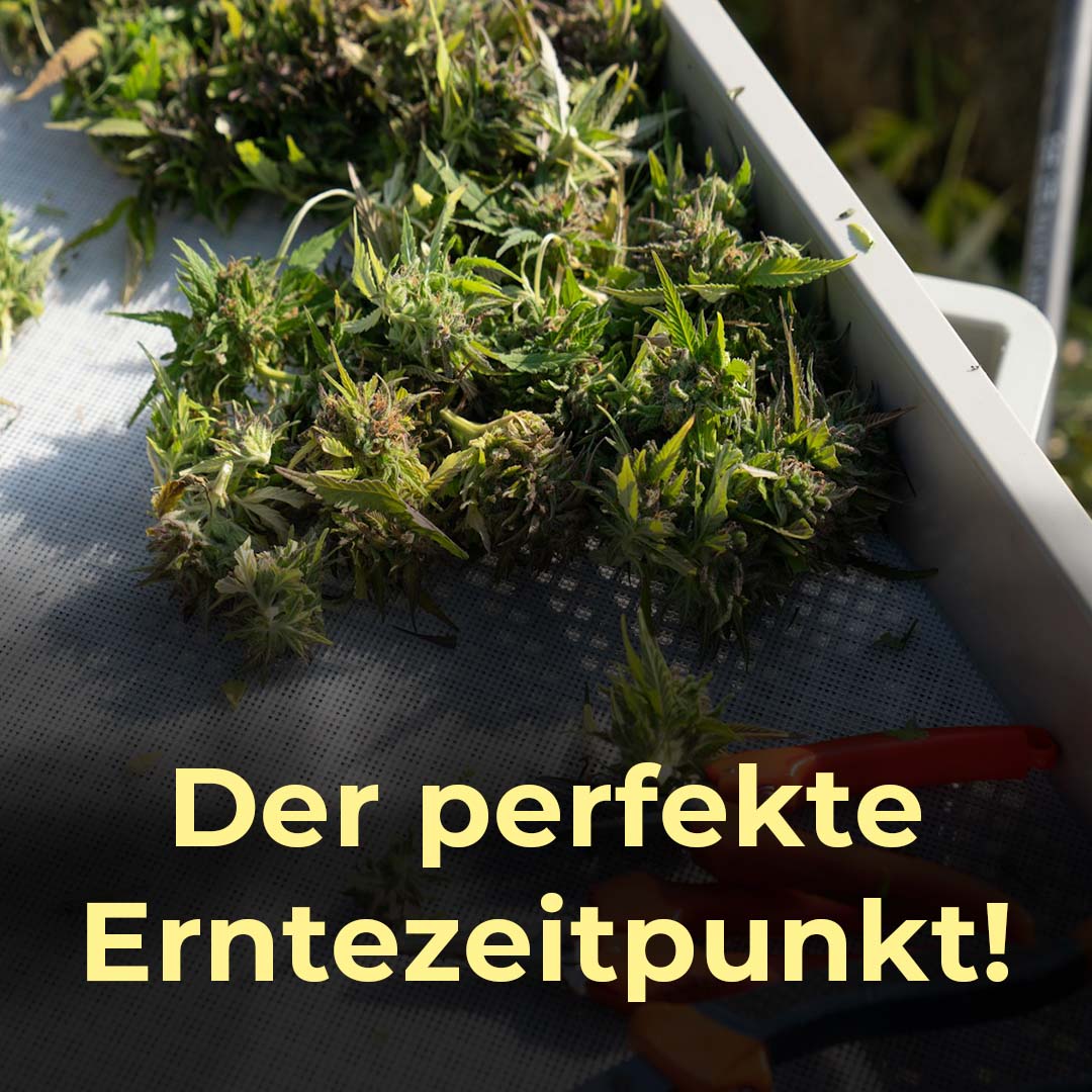 Ultimativer Leitfaden: Der perfekte Erntezeitpunkt bei Cannabis – Timing, Trichome & maximale Potenz - HANS Brainfood