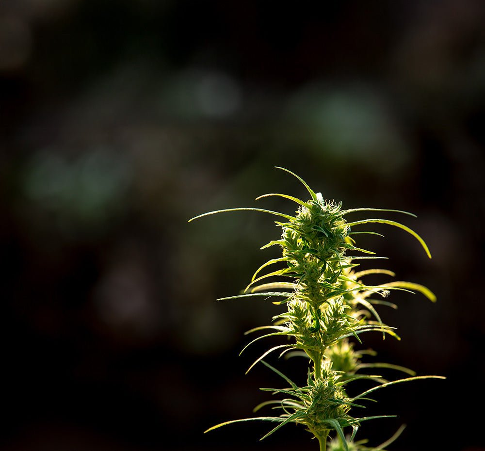 Wachsen Autoflowering in der Blüte weiter? - HANS Brainfood