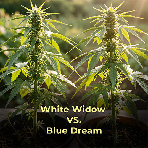 White Widow, Blue Dream, Vergleich, was ist besser, Genetik