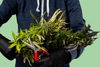 Wie erkenne ich, ob meine Cannabispflanze erntereif ist? - HANS Brainfood