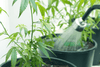 Wie oft muss ich meine Cannabis Pflanzen gießen? - HANS Brainfood