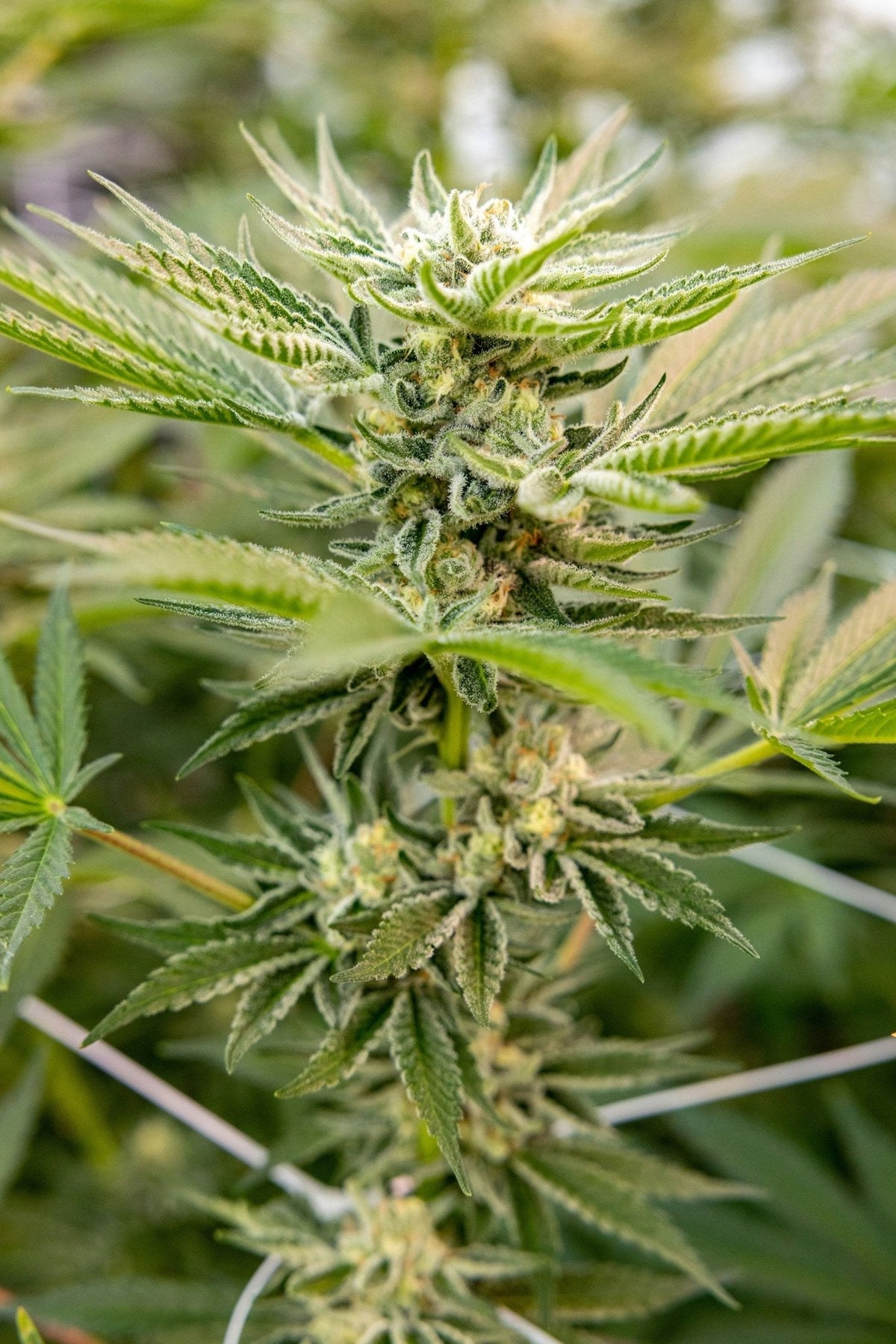 Wie viele Cannabis-Pflanzen darf ich anbauen? Der ultimative Guide zur aktuellen Rechtslage in Deutschland - HANS Brainfood