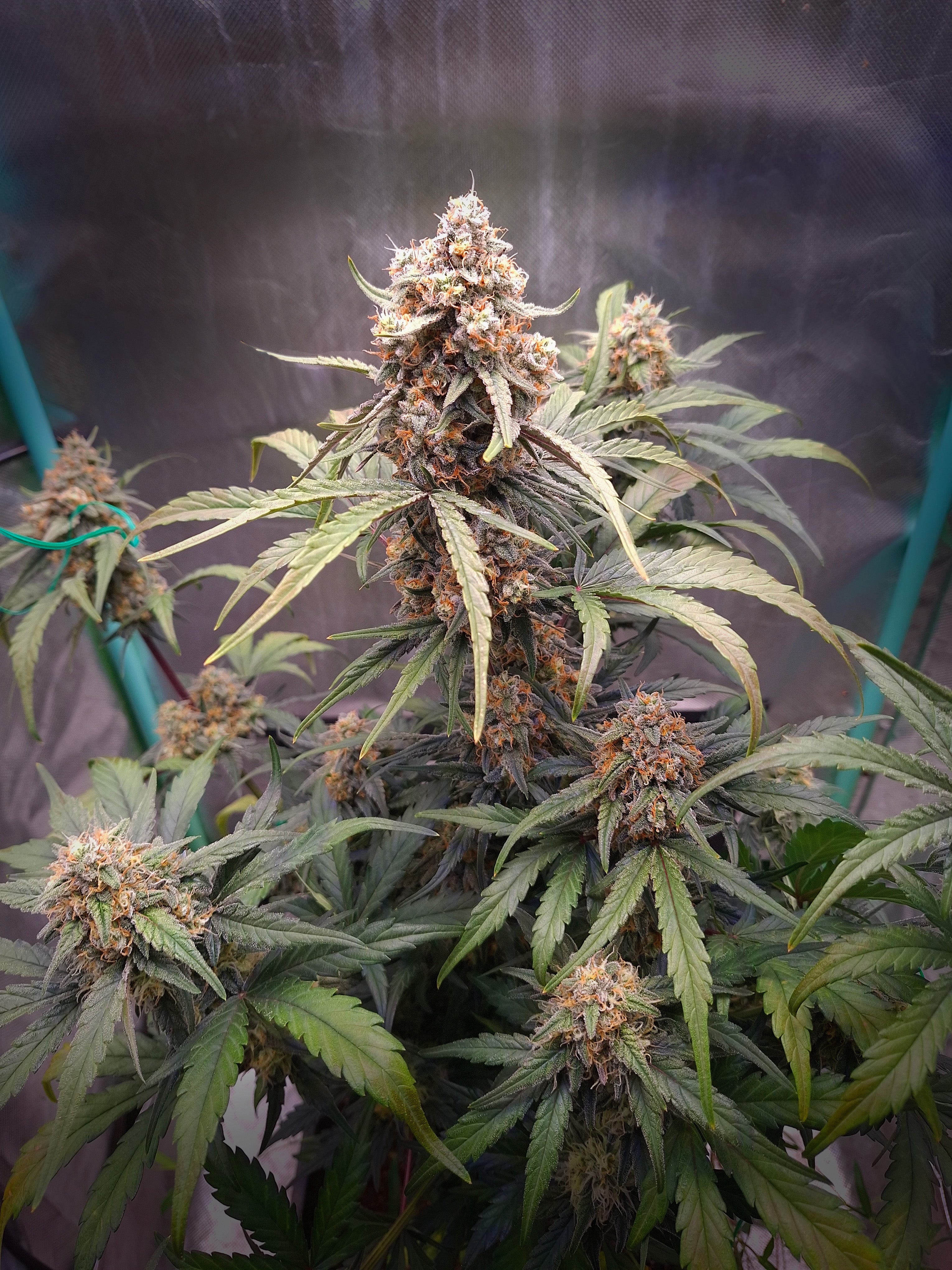 High THC Cannabis Samen