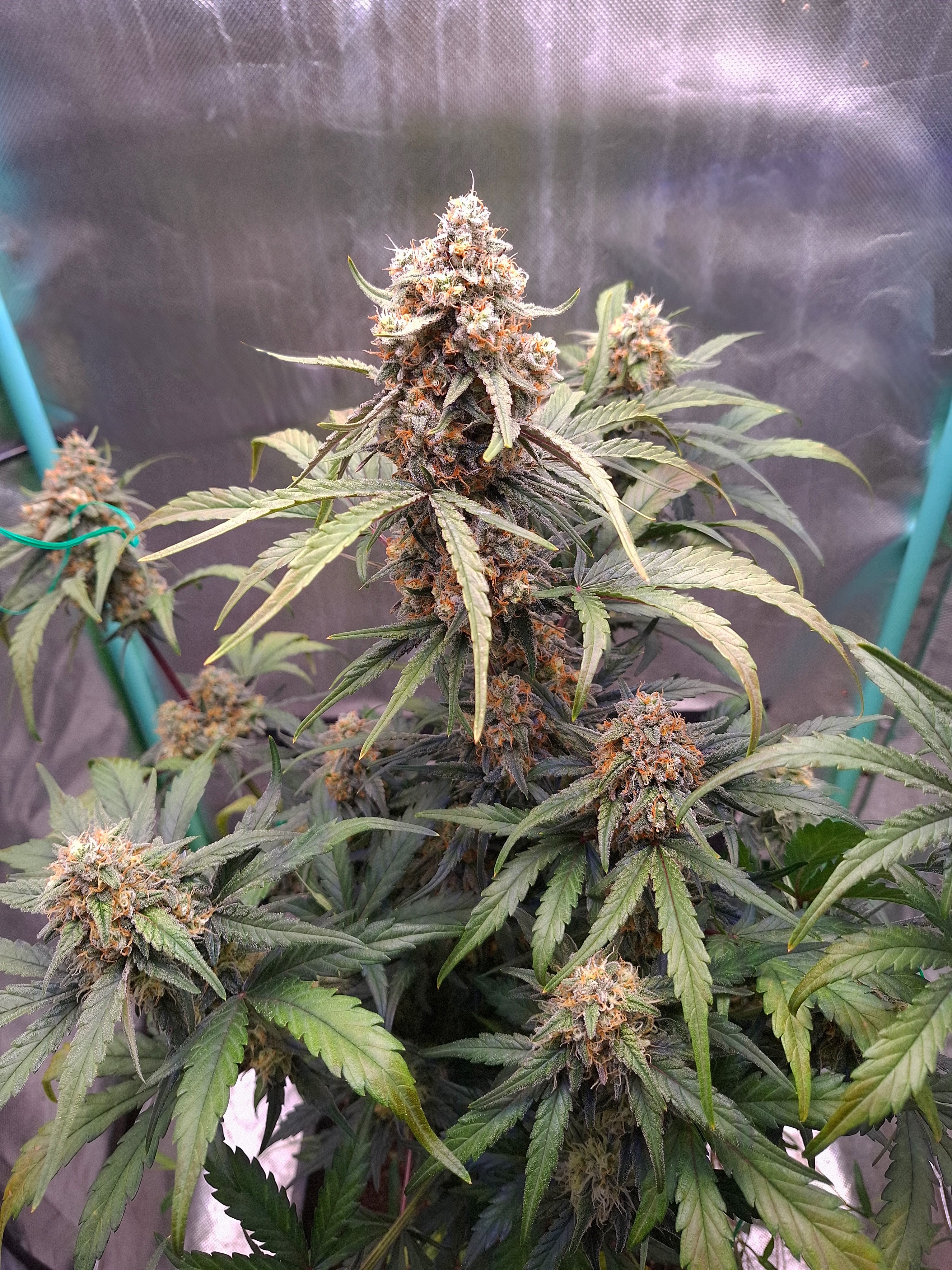F1 Hybrid Cannabis Samen
