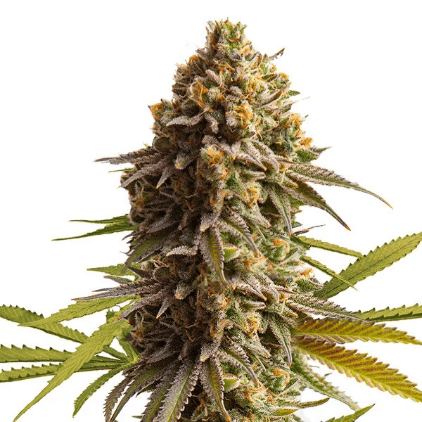 Autoflower Cannabis Samen - HANS Brainfood