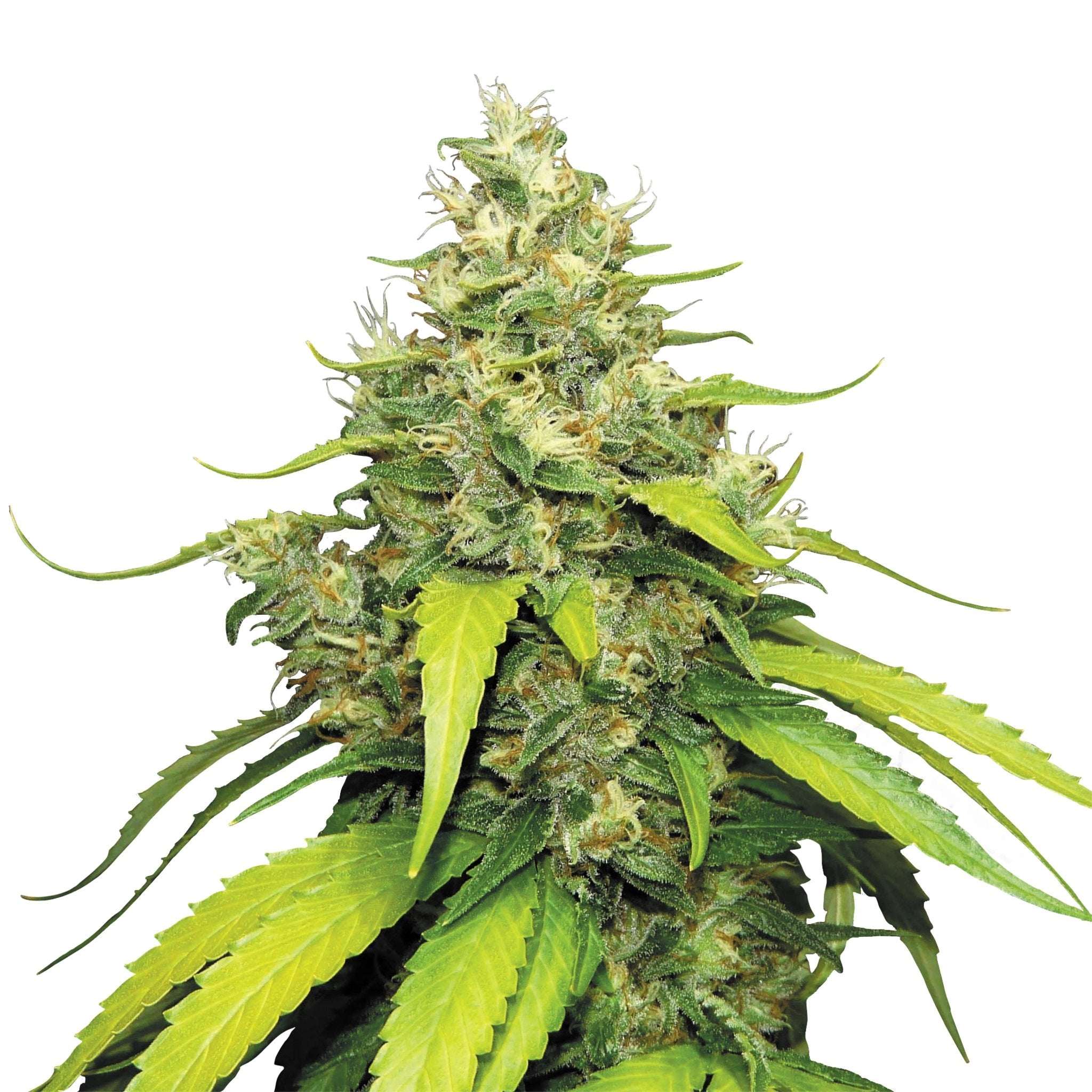 Fastflower Cannabis Samen - HANS Brainfood