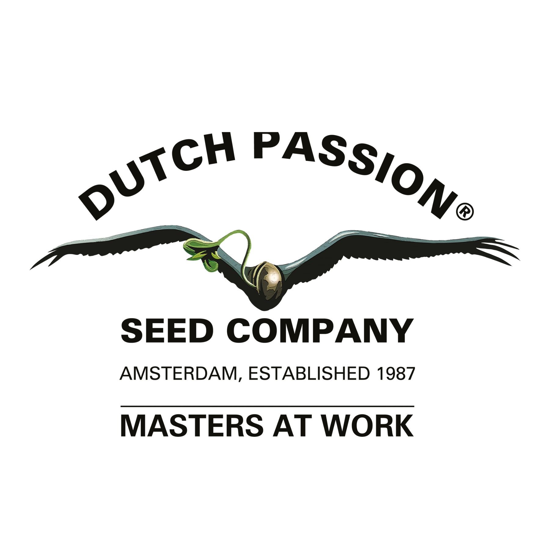 Hanfsamen von Dutch Passion - HANS Brainfood