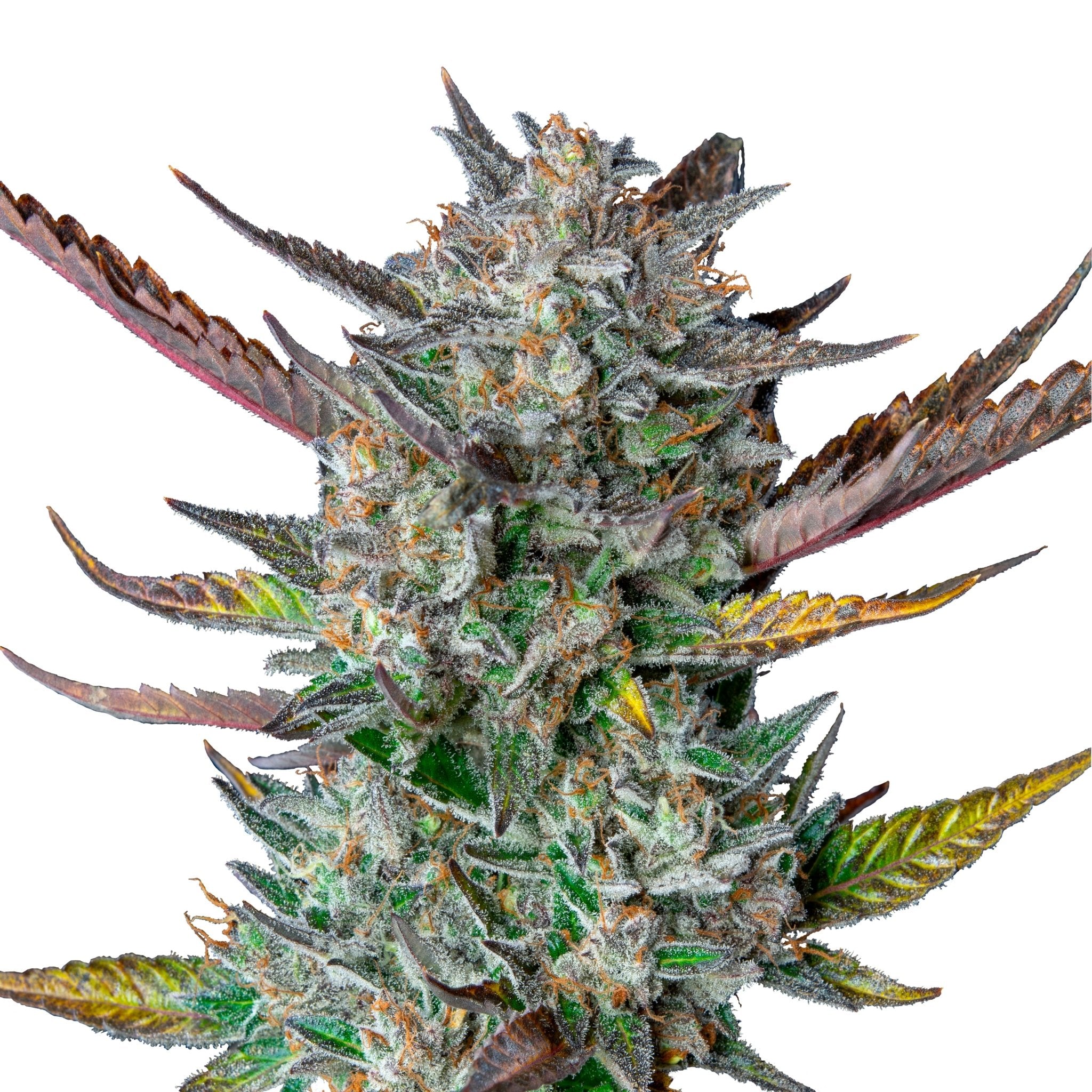 Indica Cannabis Samen - HANS Brainfood