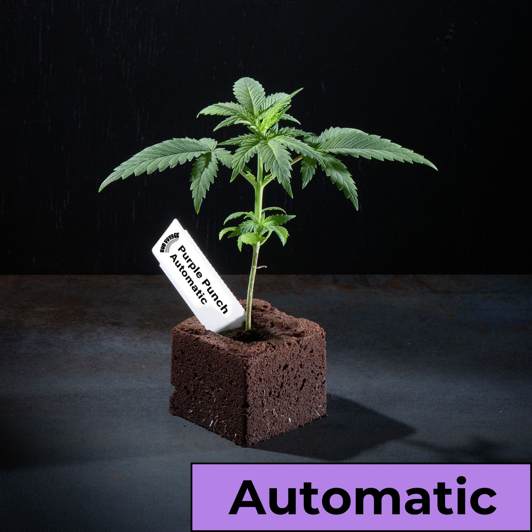 Sämling Purple Punch Auto - ready-to-bloom (tiefenentspannend, schlaffördernd, euphorisierend)