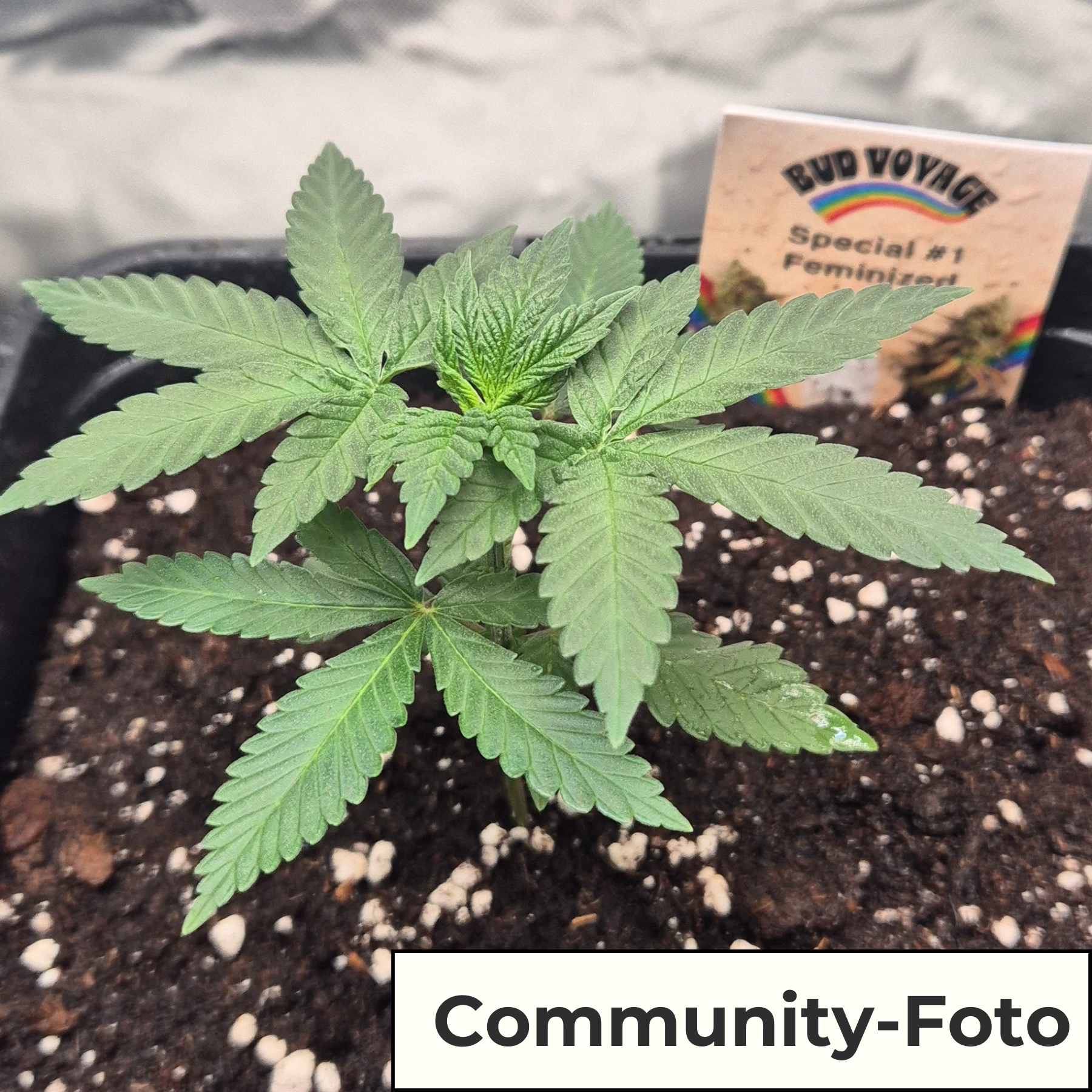 Hanfsamen BudVoyage Leichtigkeit Fem (Pflegeleicht, erhebendes High, entspannend) - POS ONLY