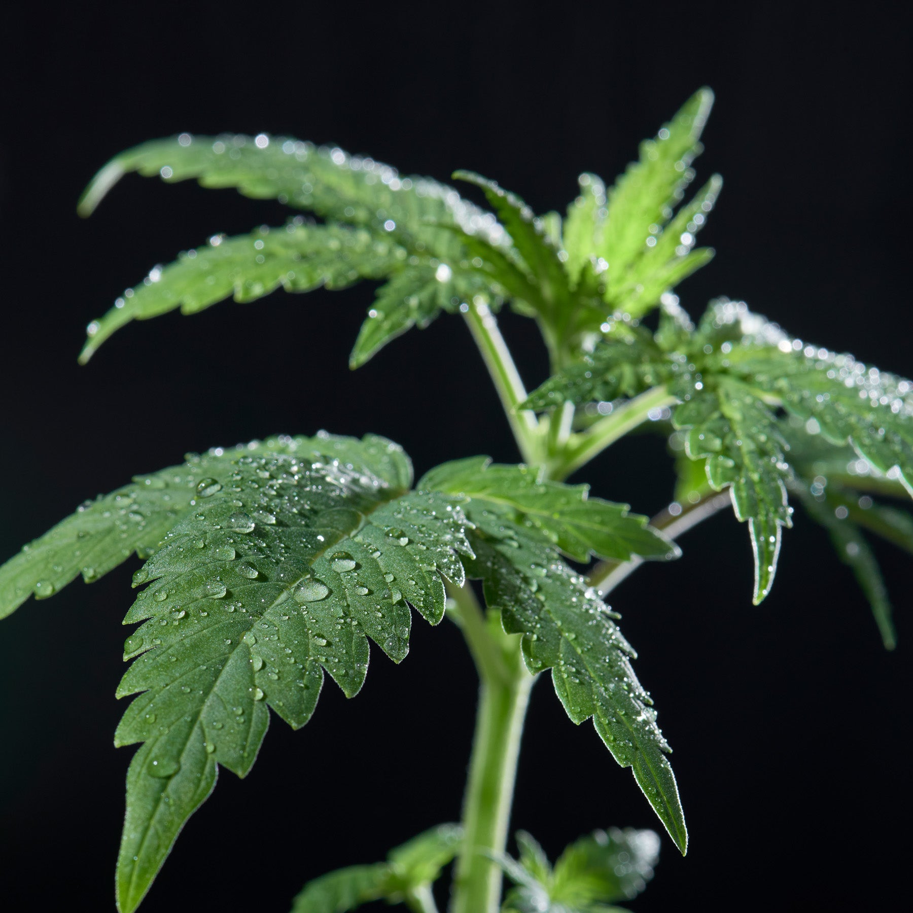 Sämling Super Skunk - ready-to-bloom (Allrounder für Anfänger, mediz. Sorte)