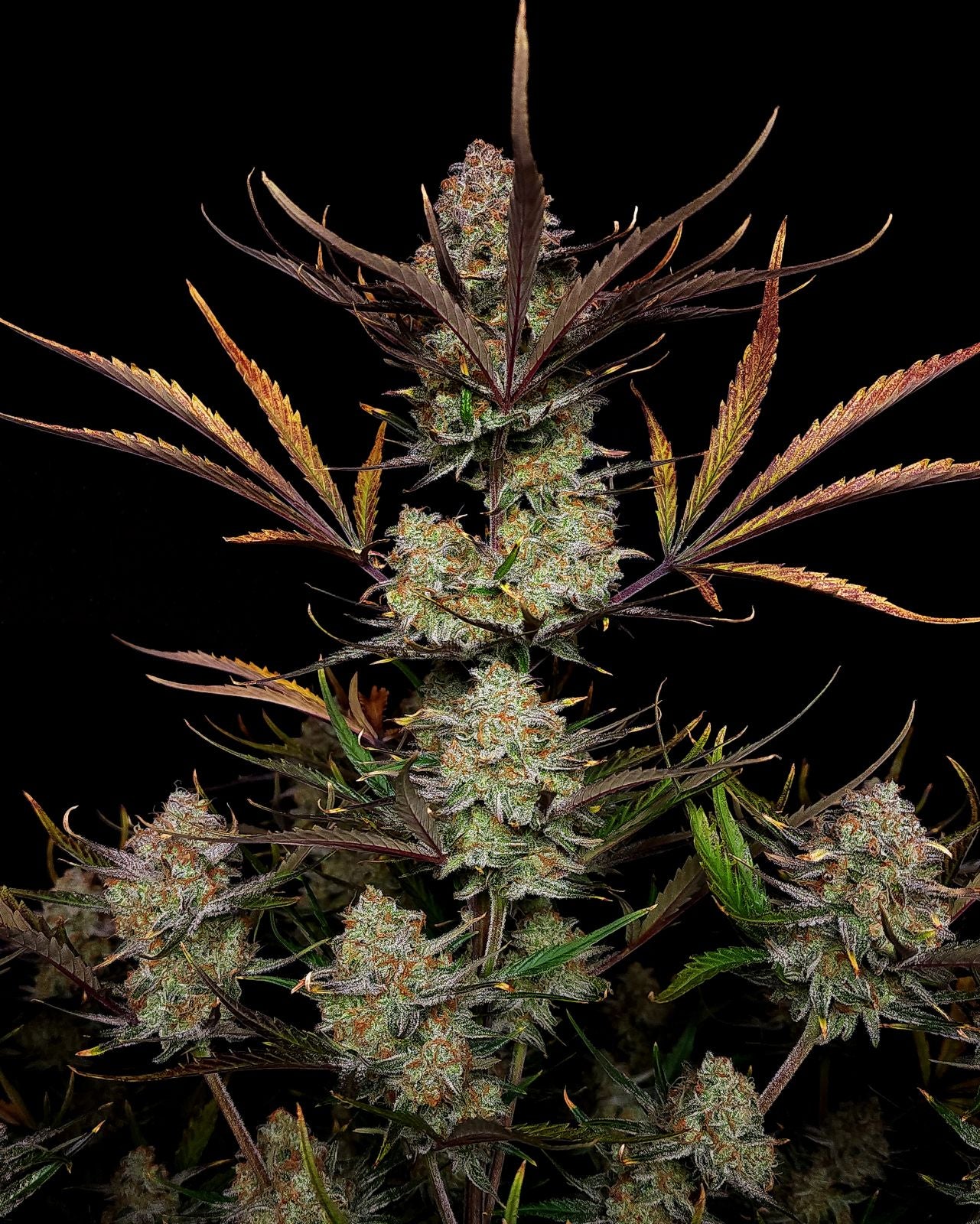 Fotografie einer Cannabispflanze mit dunkelvioletten Blättern, leuchtend grünen Blüten und orangefarbenen Akzenten vor schwarzem Hintergrund
