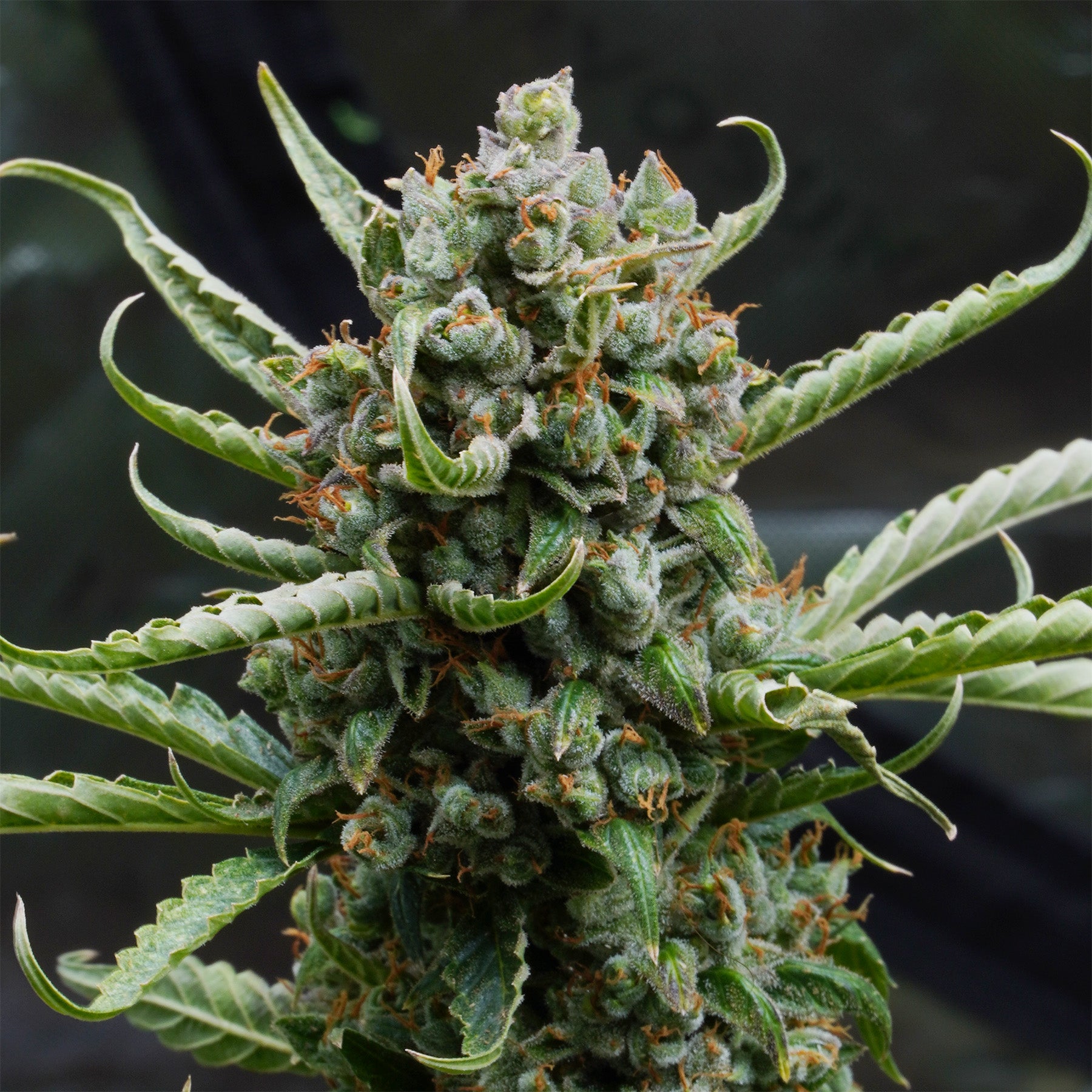 Amnesia Bubba F1 Auto Hanfsamen von BudVoyage (Happy, angenehm, relaxed)