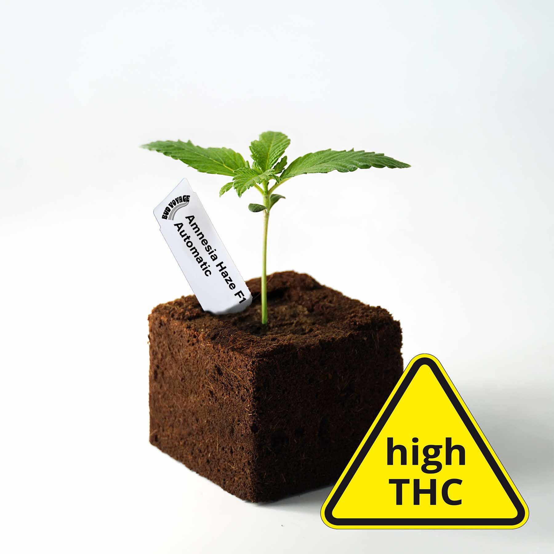 Sämling Amnesia Haze F1 Auto (Klassiker, kreativ, energievoll) - ready-to-bloom