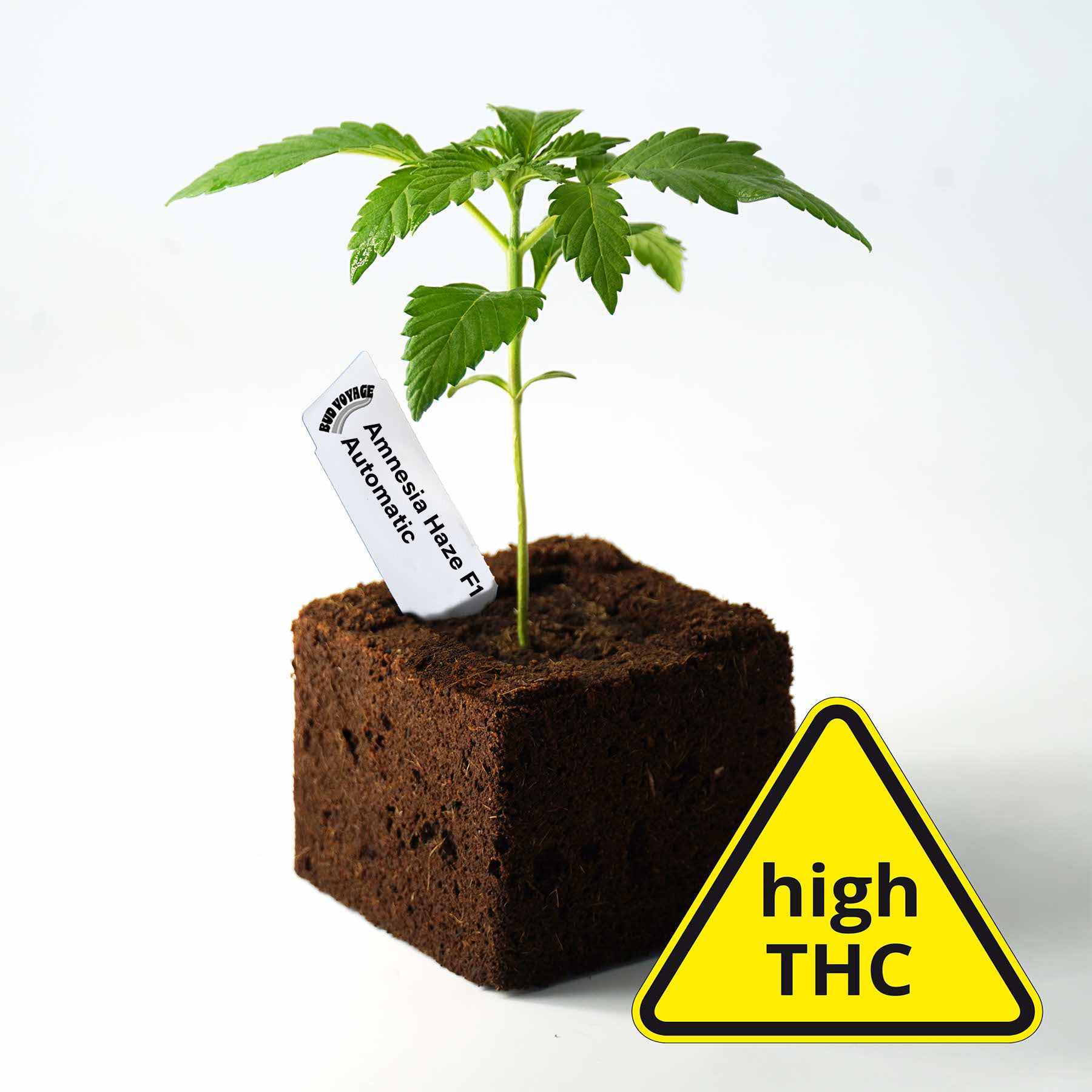 Sämling Amnesia Haze F1 Auto (Klassiker, kreativ, energievoll) - ready-to-bloom