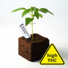 Sämling Amnesia Haze F1 Auto (Klassiker, kreativ, energievoll) - ready-to-bloom