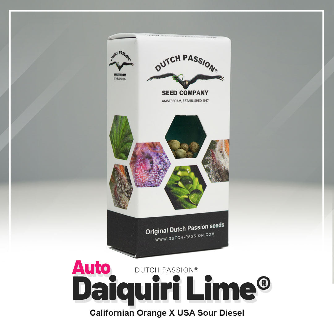 Hanfsamen DP Daiquiri Lime Auto (euphorisch, belebend, fruchtig)