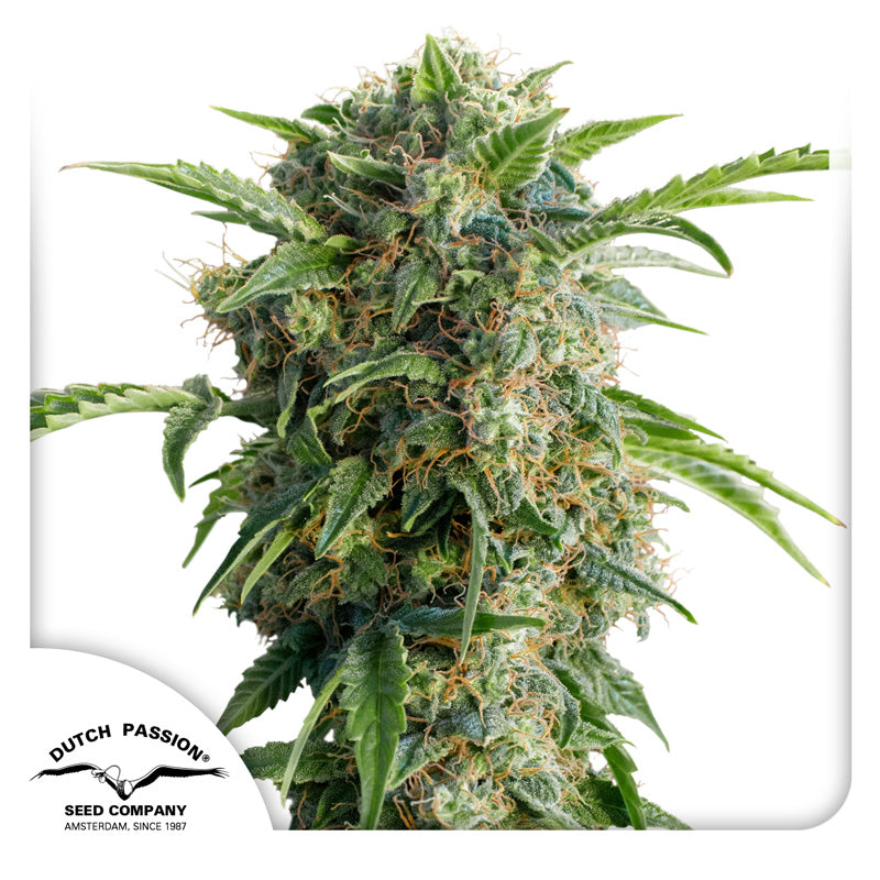 Hanfsamen DP Daiquiri Lime Auto (euphorisch, belebend, fruchtig)