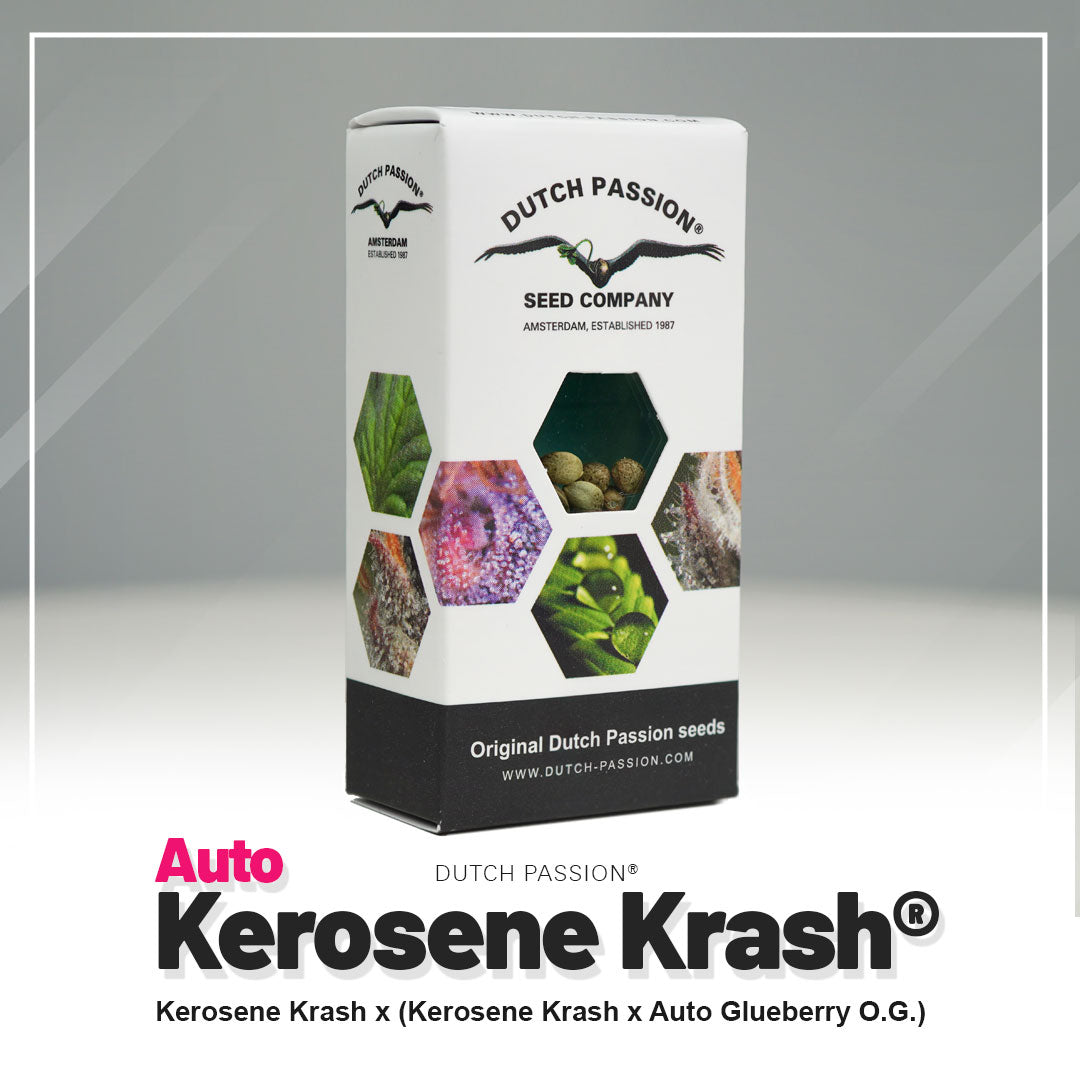 Hanfsamen DP Kerosene Krash Auto (euphorisch, entspannend, gasig)