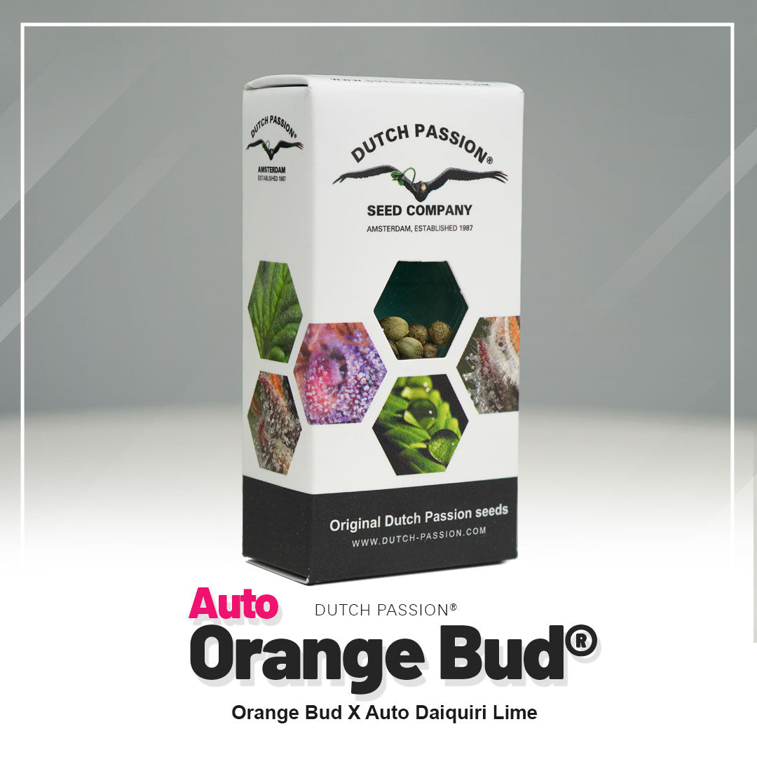 Hanfsamen DP Orange Bud Auto (euphorisch, entspannend, fruchtig)