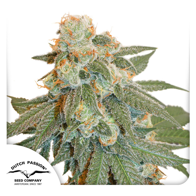 Hanfsamen DP Orange Bud Auto (euphorisch, entspannend, fruchtig)