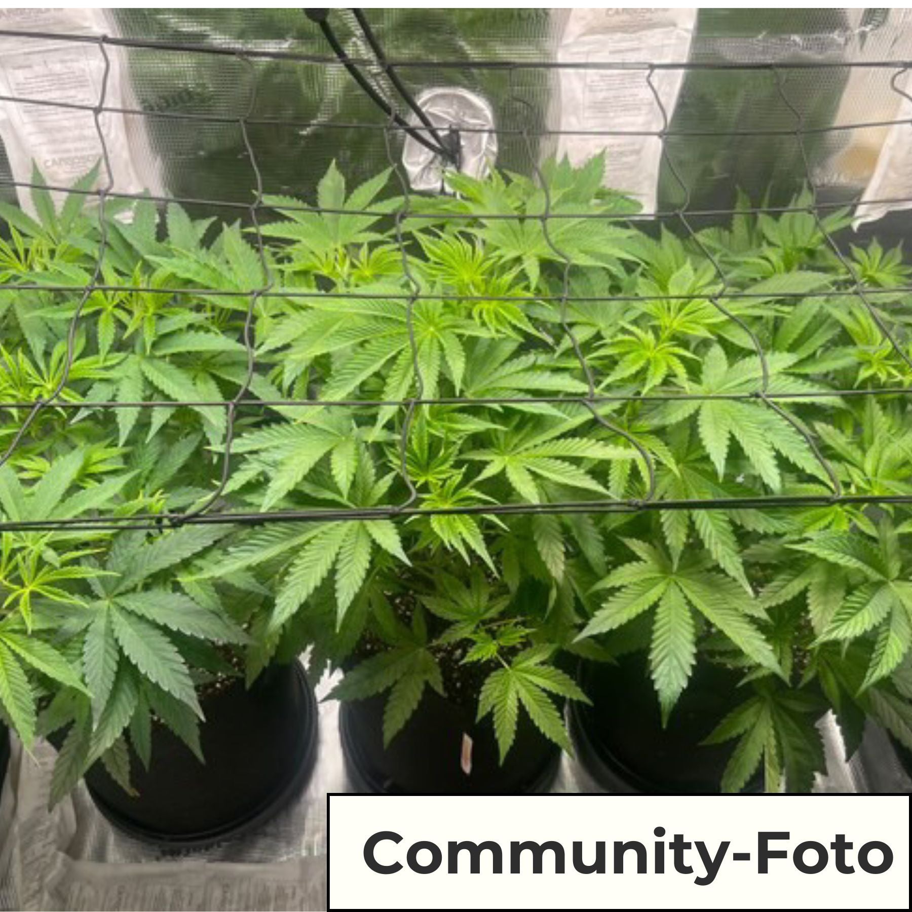 Hanfsamen BudVoyage Back 2 Future Fem (Anregend, belebend, entspannend, kreativ)