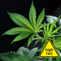 High THC