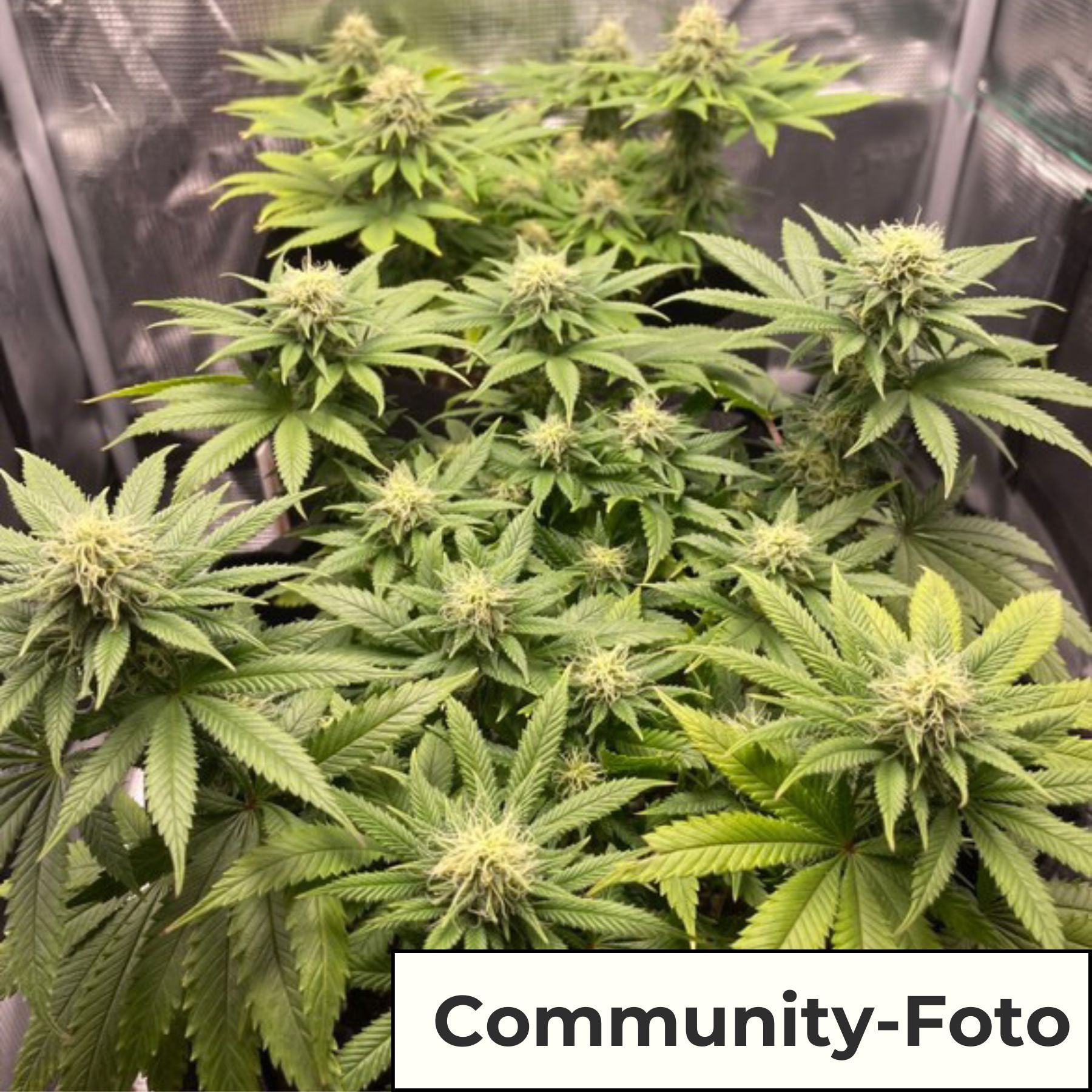 Sämling Blackberry Moonrocks Fem - ready-to-bloom (Happy, entspannend, stresslindernd)