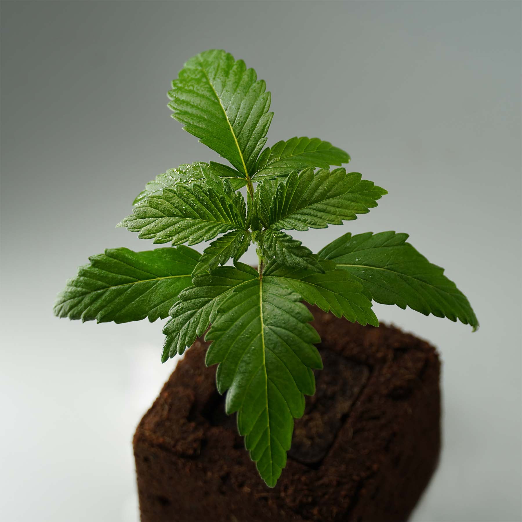Sämling Gorilla Glue F1 Auto (gesellig, euphorisch, würzig)