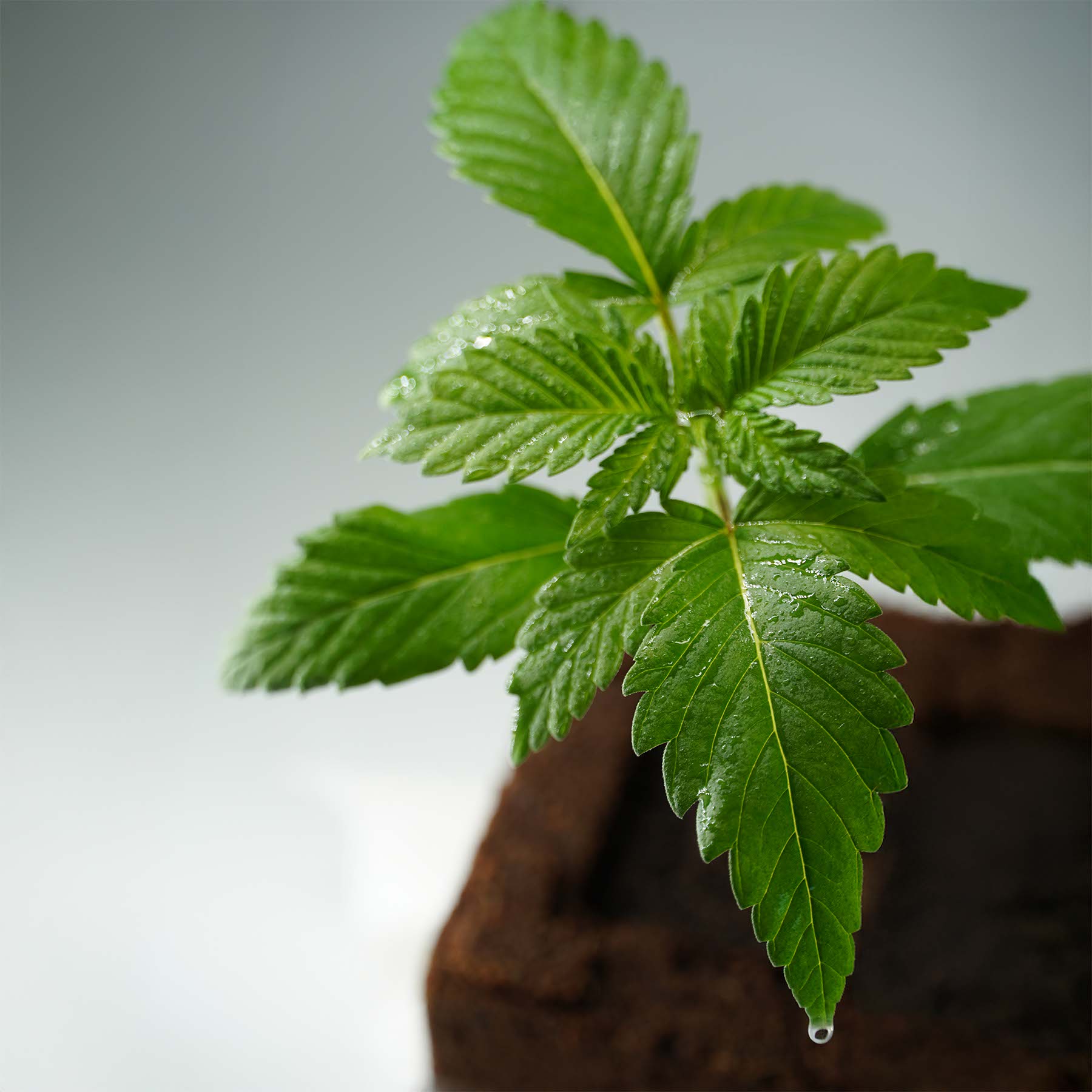 Sämling Gorilla Glue F1 Auto (gesellig, euphorisch, würzig)
