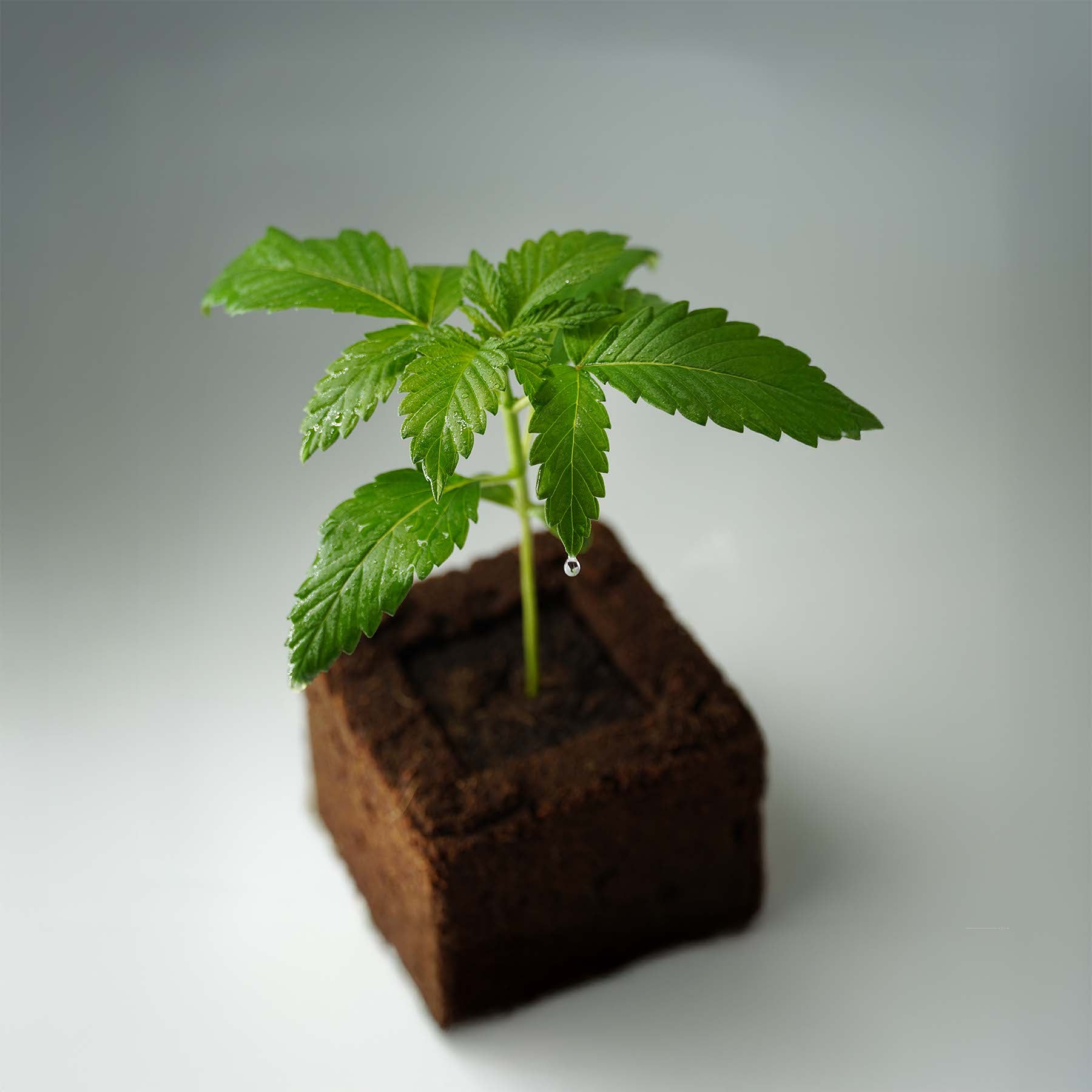 Sämling Gorilla Glue F1 Auto (gesellig, euphorisch, würzig)
