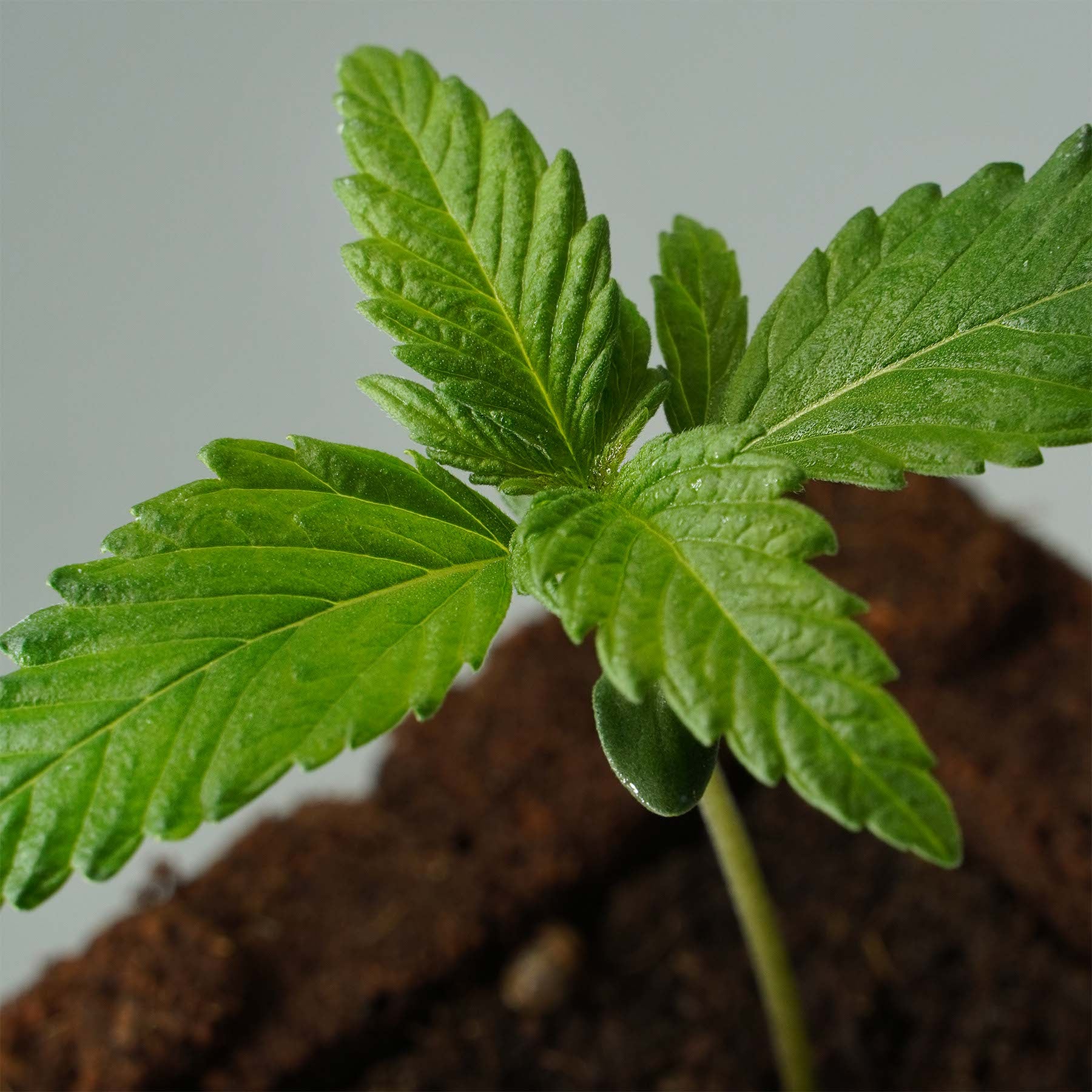 Sämling Gorilla Glue F1 Auto (gesellig, euphorisch, würzig)