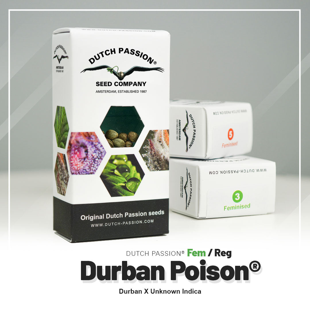 Hanfsamen DP Durban Poison Fem (energetisch, klar, fokussiert)