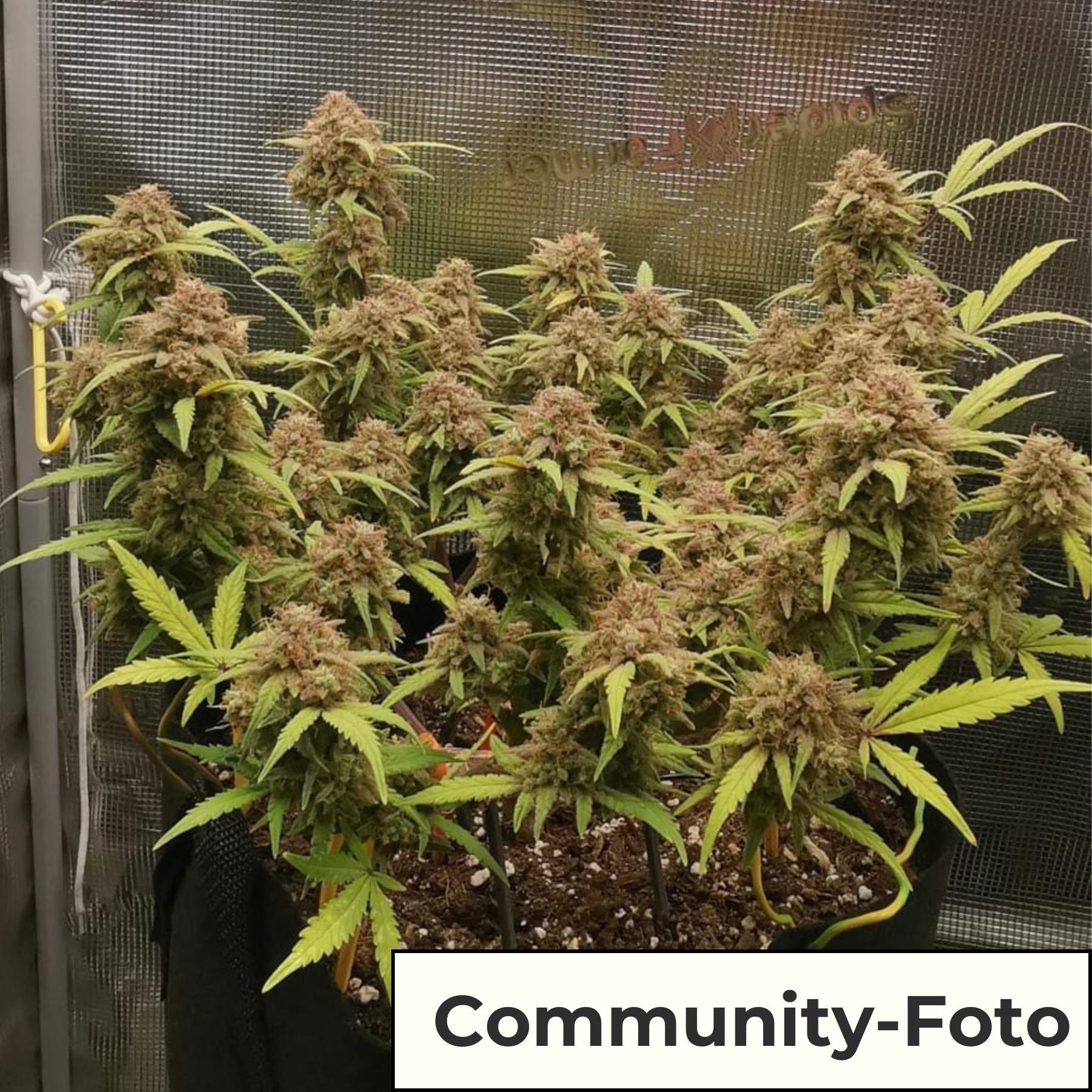 Hanfsamen BudVoyage Fat Bastard Fem (Euphorisierend, intensiv, stoned)