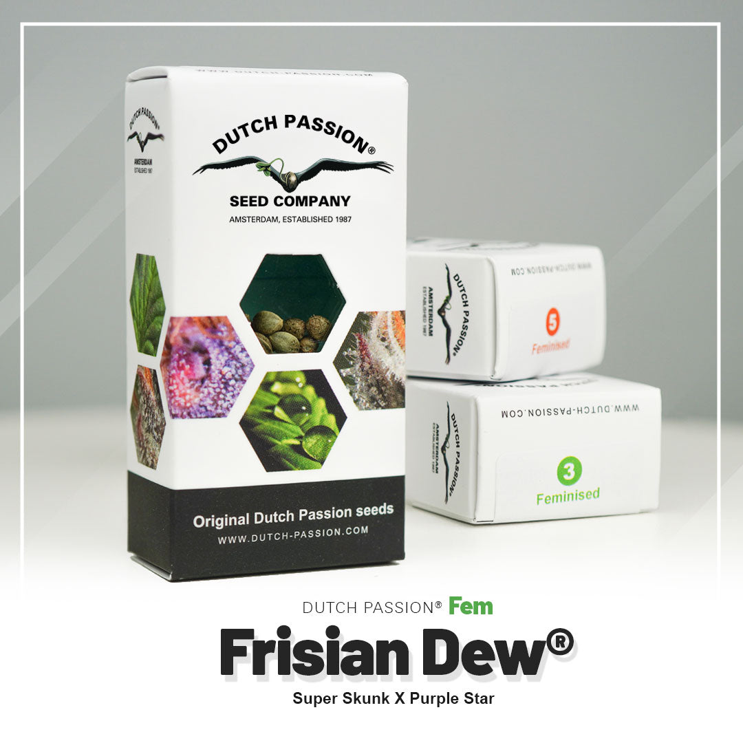 Hanfsamen DP Frisian Dew Fem (kreativ, fruchtig, entspannend)