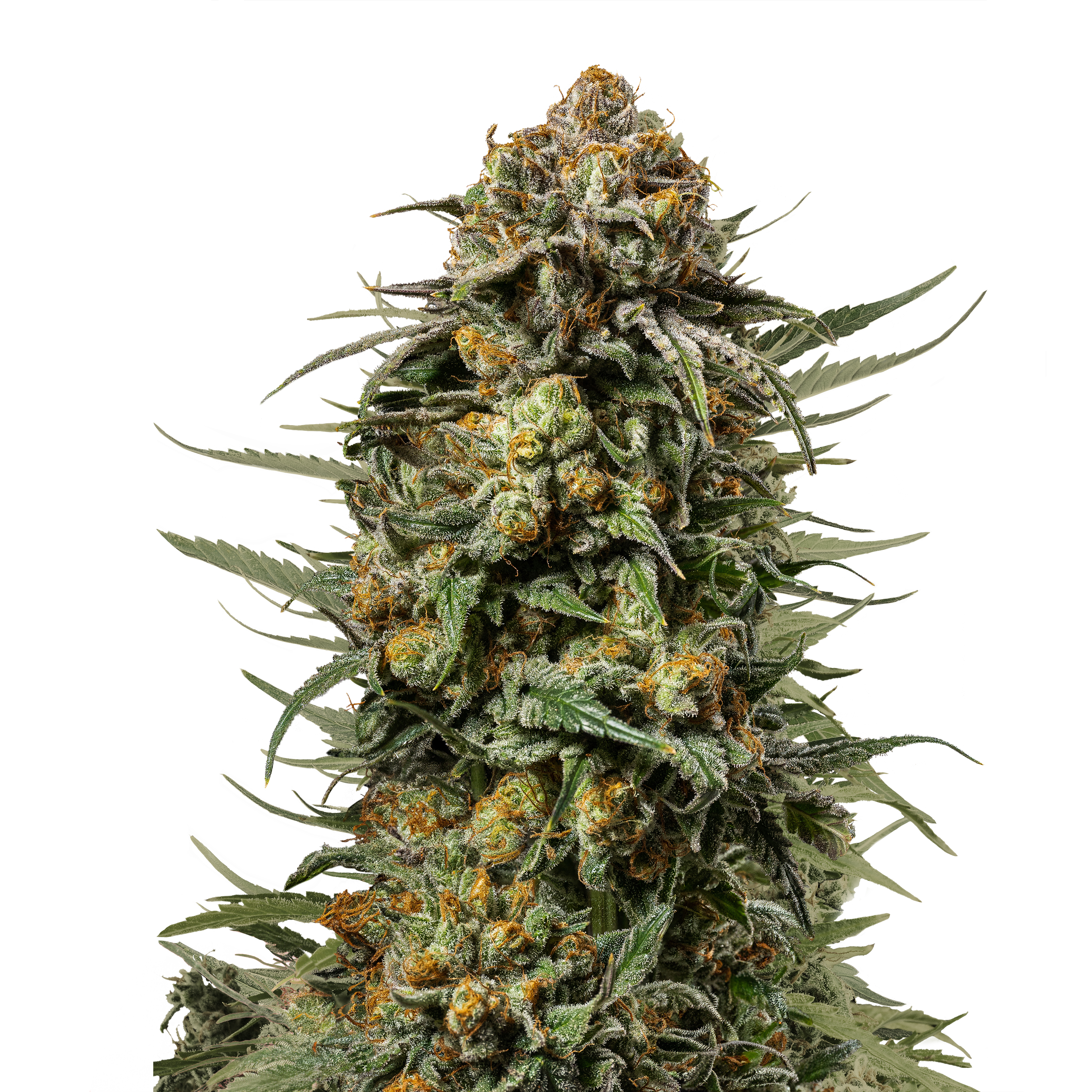 Nahaufnahme einer Cannabispflanze mit auffälligen orangefarbenen Härchen, glitzernden Trichomen und tiefgrünen Blättern auf schwarzem Hintergrund
