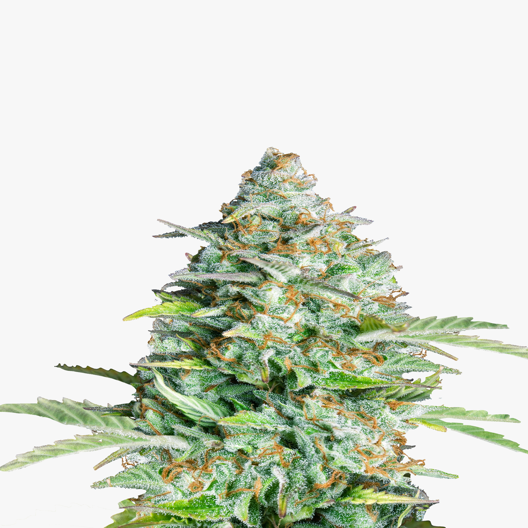 Hanfsamen BudVoyage Kush Original F1 Fem (klassisch, entspannend, aromatisch)