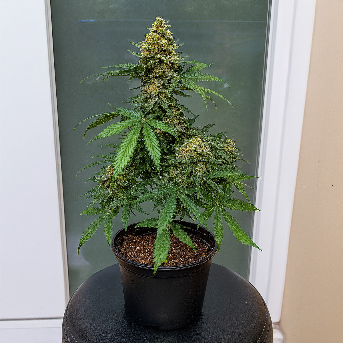 LivingSoil & BudVoyage Growkit - Perfekt für Einsteiger