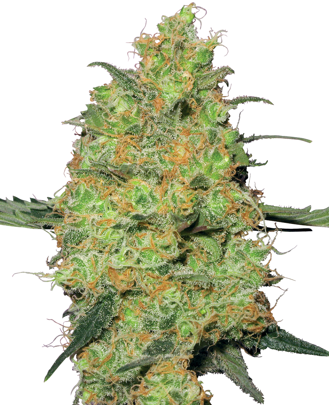 Hanfsamen Sensi Master Kush Feminized (für Anfänger geeignet)