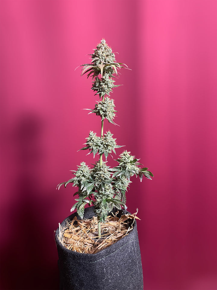 OG Kush X MAC Auto PREMIUM US Hanfsamen von BudVoyage (schmerzlindernd, stark, Kush)