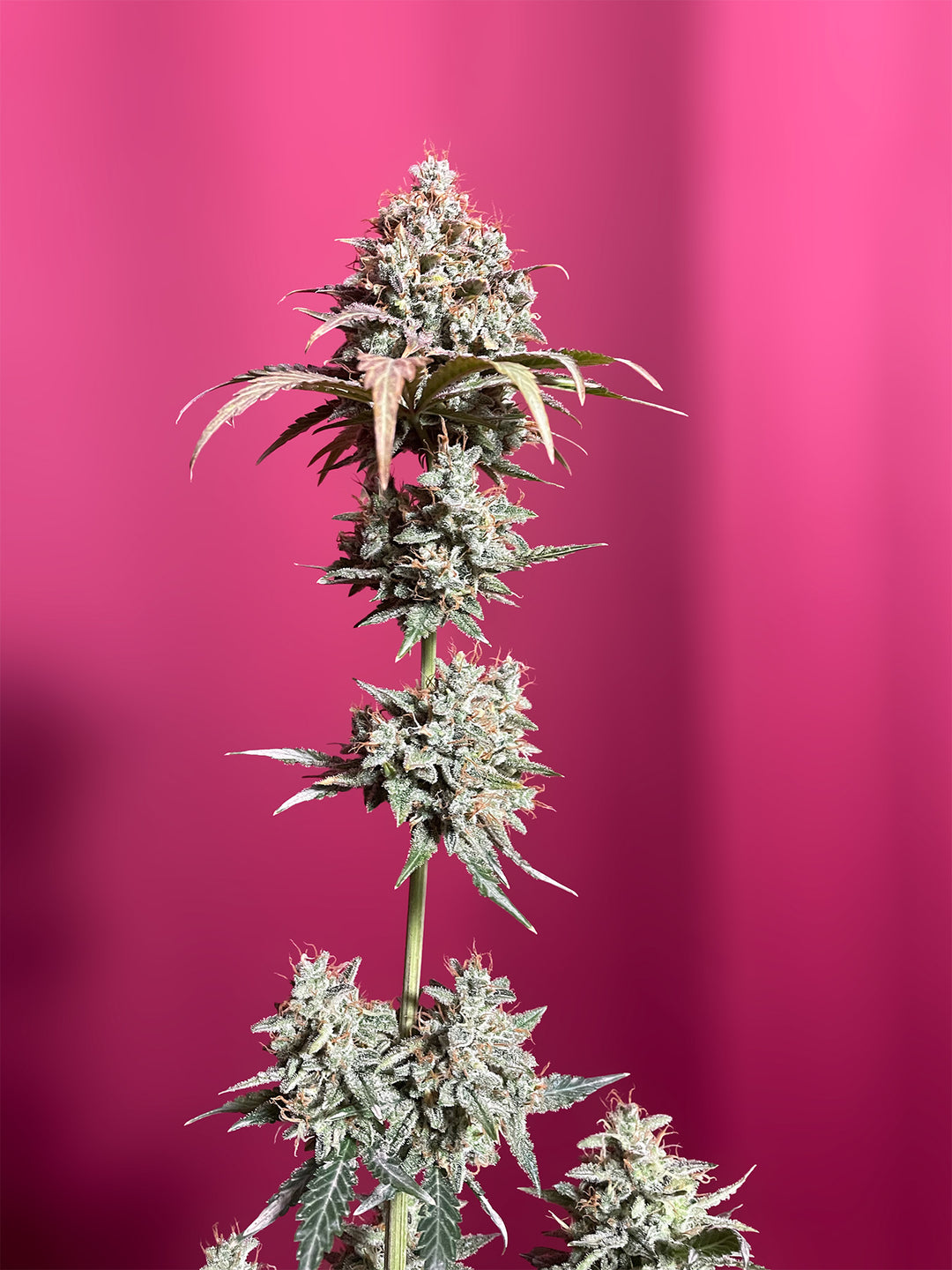 OG Kush X MAC Auto PREMIUM US Hanfsamen von BudVoyage (schmerzlindernd, stark, Kush)