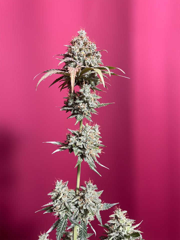 OG Kush X MAC Auto PREMIUM US Hanfsamen von BudVoyage (schmerzlindernd, stark, Kush)