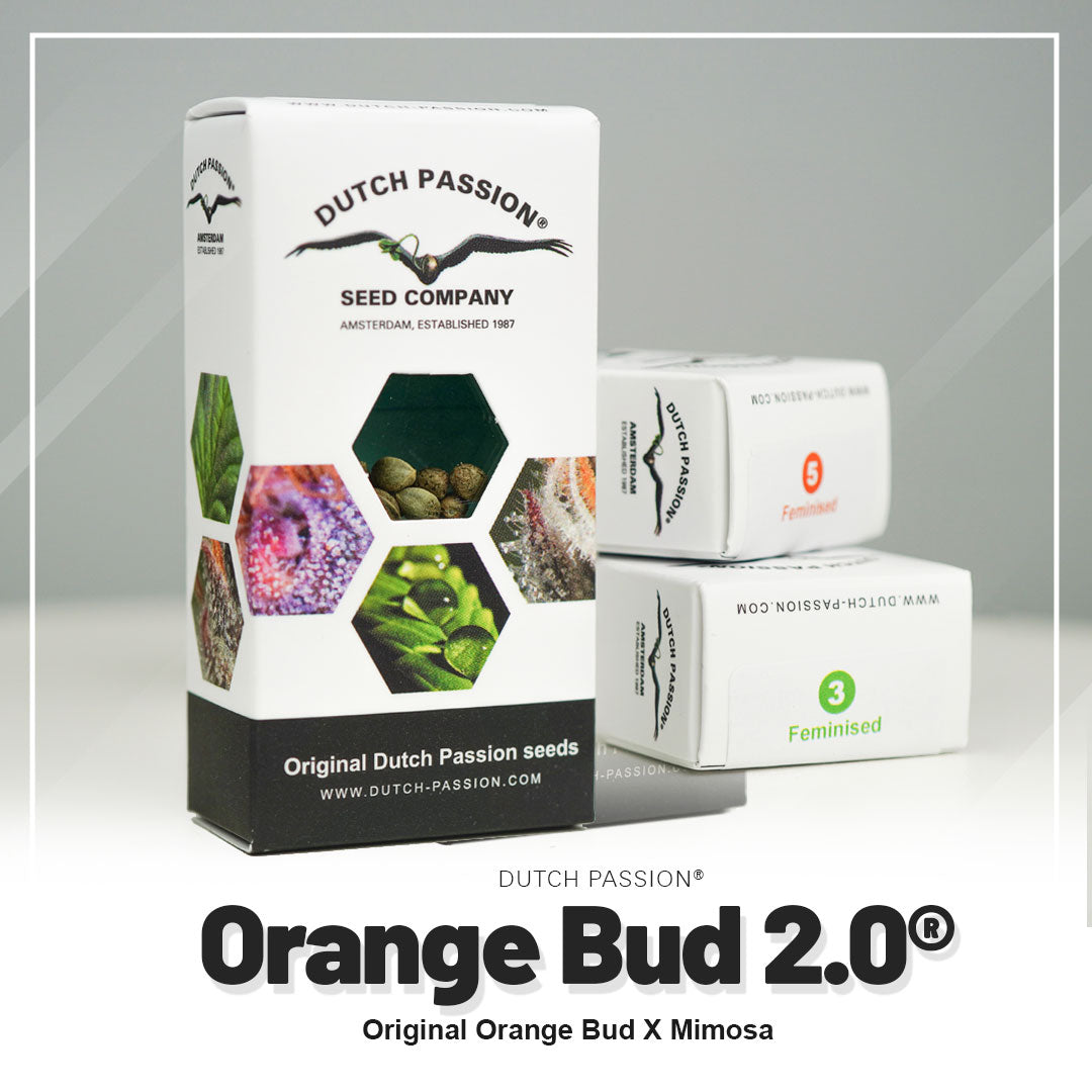 Hanfsamen DP Orange Bud 2.0 Fem (kreativ, fruchtig, entspannend)