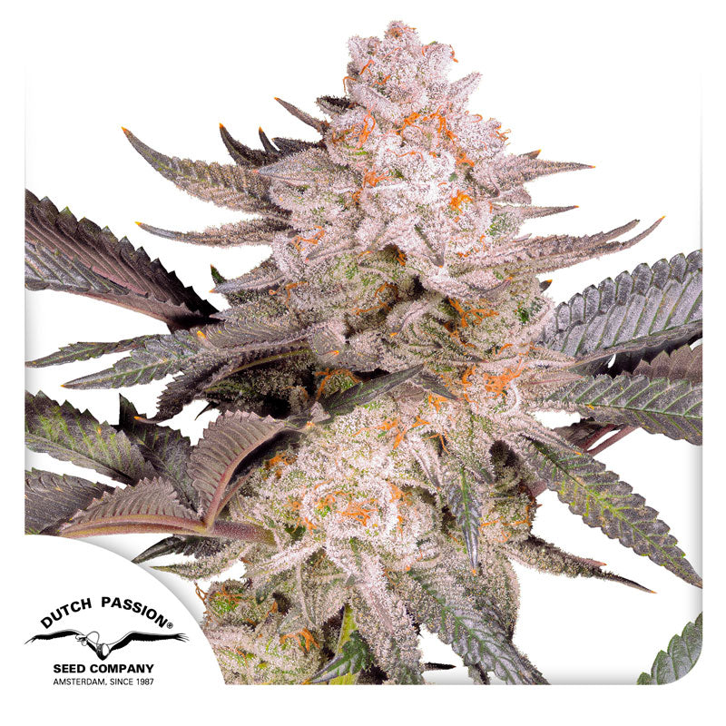Hanfsamen DP Orange Bud 2.0 Fem (kreativ, fruchtig, entspannend)